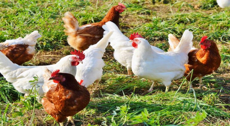 First U.S. human death from bird flu reported in Louisiana