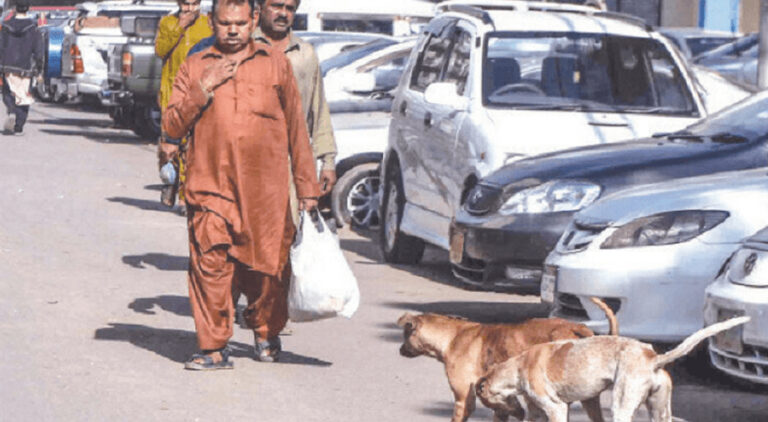 Karachi sees increase in dog bite incidents in last 25 days
