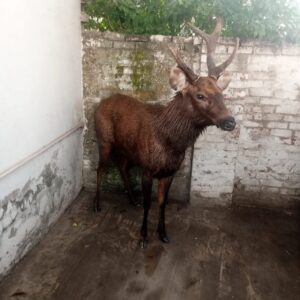 Hungry Sambar deer crosses border into Pakistan from India