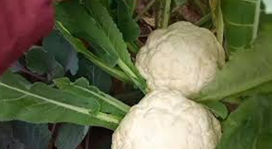 Disheartened farmer offers free cauliflower with cold drinks to public