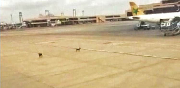 Stray Dogs Land at Karachi Airport, Attempt to Board Flight Fails