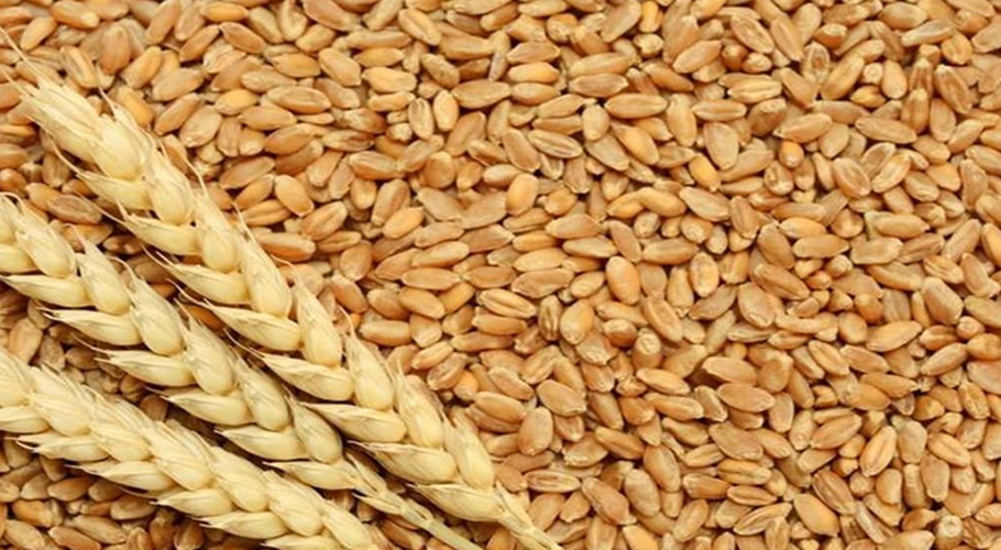 Wheat Worth Rs 150 Billion Spoiling in State Warehouses