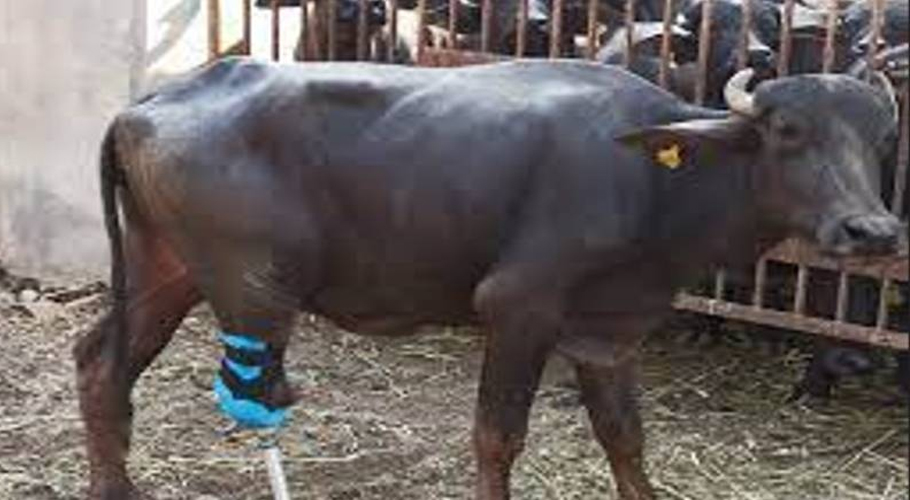 Landlord cuts buffalo’s legs with axe over entering his field in Tandlianwala