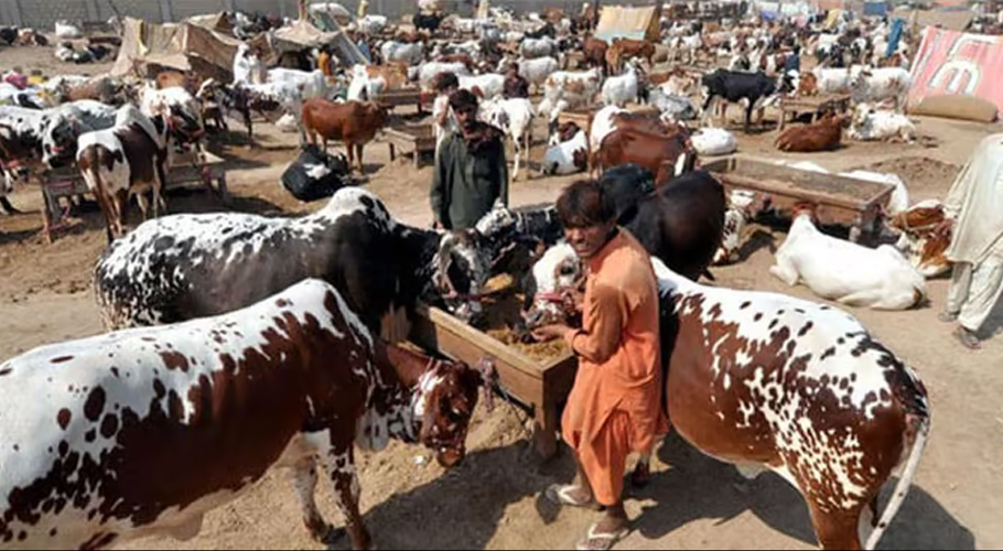 Preparations underway for Karachi’s grand cattle market ahead of Eid