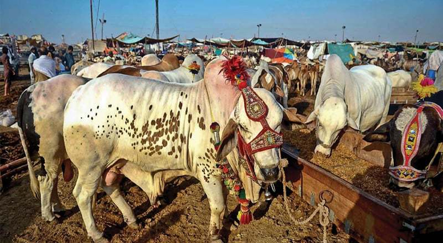 Over 150,000 sacrificial animals arrive at Northern Bypass Cattle Market