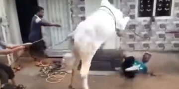 Cow Kick Kills Youth During Eid Sacrifice; 144 Injured in Similar Incidents Across Punjab