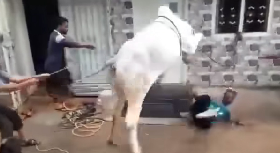 Cow Kick Kills Youth During Eid Sacrifice; 144 Injured in Similar Incidents Across Punjab