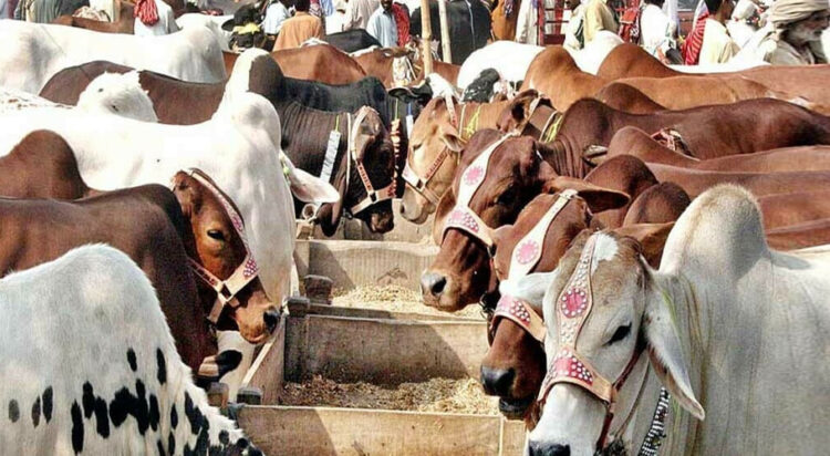Sacrificial animal prices drop significantly in Karachi