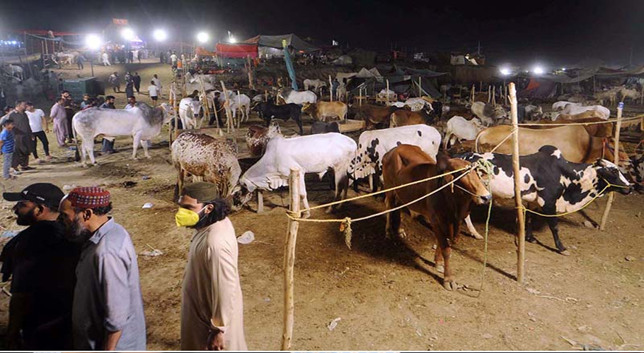 Over 1.1 million sacrificial animals sold in Punjab ahead of Eidul Adha