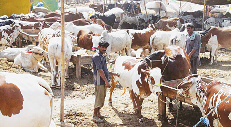Karachi’s Northern Bypass cattle market sees over 150,000 animals sold since April 19