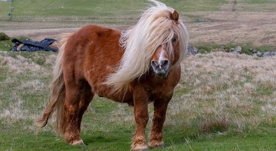 Man Found Guilty of Sexually Abusing Shetland Pony