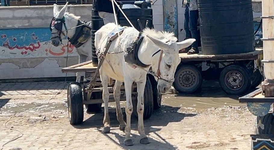 غزہ کے گدھے