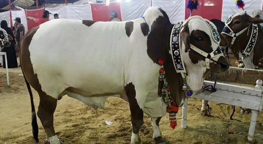 قربانی کی گائے