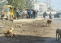 ایک اور کتا انسانی جان لے گیا! ربیز سے 38 اموات، سندھ کے خوفناک اعداد و شمار سامنے