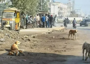 ایک اور کتا انسانی جان لے گیا! ربیز سے 38 اموات، سندھ کے خوفناک اعداد و شمار سامنے