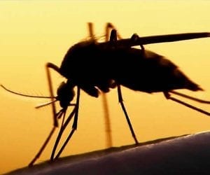 Islamabad reports 40 new dengue cases