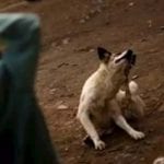 Rabid dog bit several people in Karachi, found dead