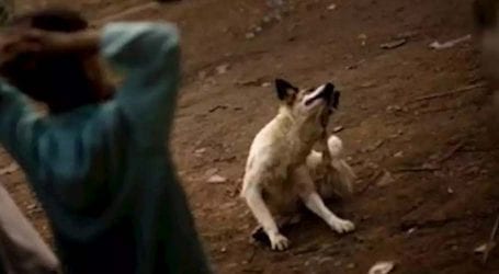 Sindh govt to launch drive against stray dogs across province