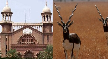 Lahore Court bans hunting of black bucks in Punjab