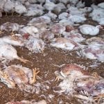 Dead Chicken