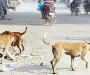 Four stray dogs attack girl in Karachi