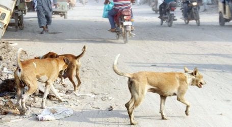 Stray dogs bite two children in Karachi’s Ferozabad area