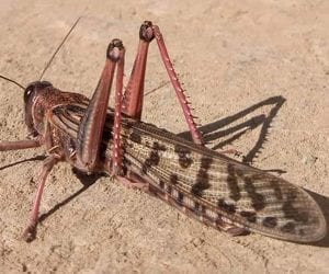 Govt declares national emergency to combat locust threat