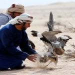 Pakistan allows UAE royals to hunt rare 'Houbara Bustards'