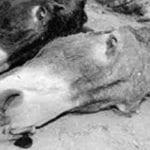 Offal of three donkeys found near Clifton in Karachi  