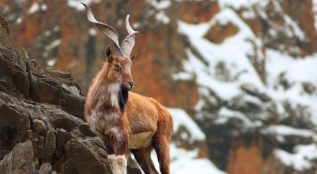 Chitral residents booked for interfering in markhor hunting