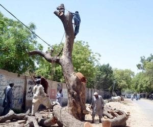 65 heritage trees cut down by Lahore Electric Supply Company