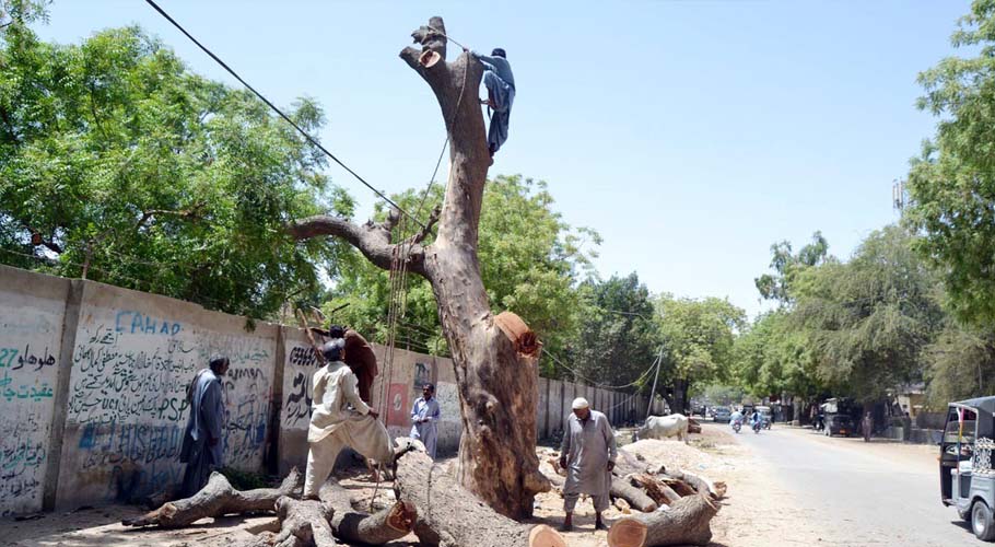 65 heritage trees cut down by Lahore Electric Supply Company