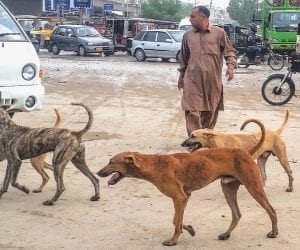 Secretary local govt orders to re-launch anti dog bite campaign in Sindh