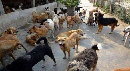 Stray dogs elimination drive launched in Sukkur