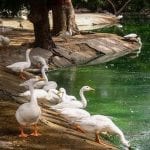 China to send duck army to help Pakistan fight locust swarm