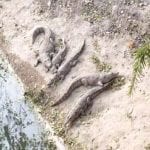 crocodiles found dead