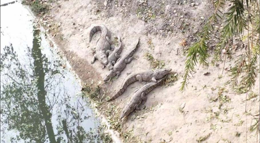 crocodiles found dead