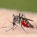 dengue