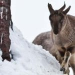 ibex