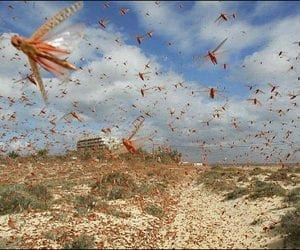 Locust attack destroys crops on large scale in Chishtian  