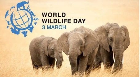 World Wildlife Day being observed today