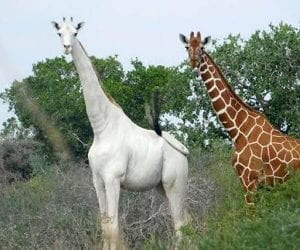 World’s last female white giraffe killed in Kenya