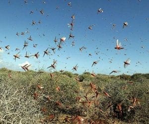 Pakistan calls for global cooperation against locusts threat