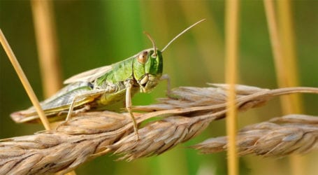 The Locust Crises