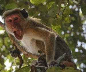 Monkey sentenced to life imprisonment in India