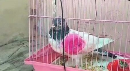 Man demands return of ‘spy’ pigeon detained in India