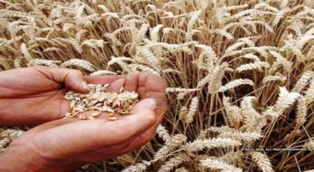 Sindh to release wheat from its stocks on October 15