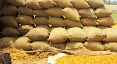 Sindh govt notifies wheat price at Rs 3687.50 per 100 kg