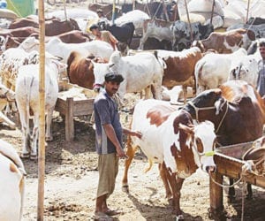 Cattle markets to be open from 6 am to 7 pm