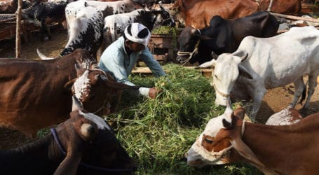 Sindh govt withdraws permission for Karachi’s cattle markets